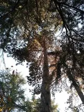 Tala y poda en altura deárboles grandes, JAÉN Tala y poda en altura de árboles JAÉN
