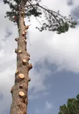 Tala y poda en altura de árboles grandes Albacete Podadores y taladores de altura DE ÁRBOLES GRANDES, Albacete