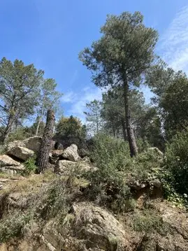 Tala y poda en altuira de árboles Jaén Podas y talas en altura Jaén