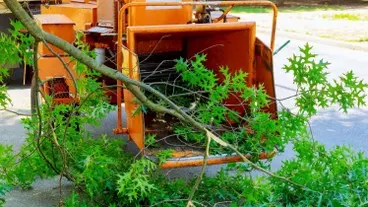 Tala y poda en Altura de árboles en Sevilla y municipios Tala y poda en Altura de árboles en Sevilla y municipios