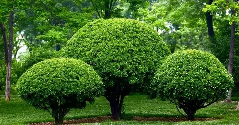 Tala y poda en Altura de árboles en Sevilla y municipios Tala y poda en Altura de árboles en Sevilla y municipios