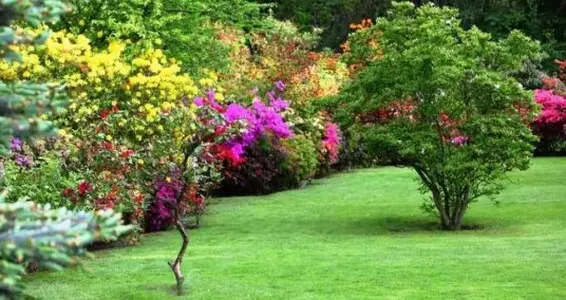 Tala y poda en Altura de árboles en Sevilla y municipios Tala y poda en Altura de árboles en Sevilla y municipios